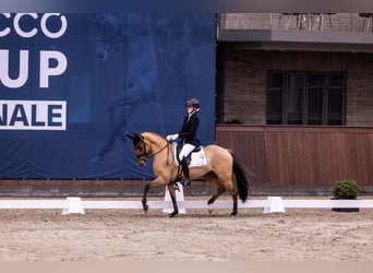Poni alemán, Yegua, 9 años, 146 cm, Bayo