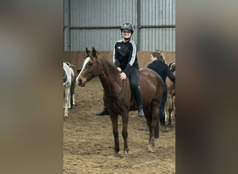 Poni alemán, Yegua, 9 años, 147 cm, Alazán-tostado