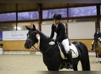 Poni alemán, Yegua, 9 años, 147 cm, Negro