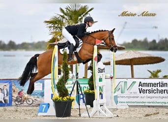 Poni alemán, Yegua, 9 años, 148 cm, Castaño