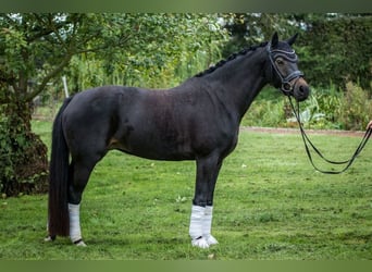 Poni alemán, Yegua, 9 años, 148 cm, Morcillo