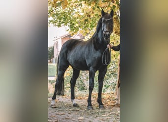 Poni alemán, Yegua, 9 años, 148 cm, Negro