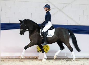 Poni alemán, Yegua, 9 años, 153 cm, Negro