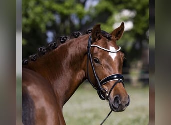 Poni alemán, Yegua, 9 años, 156 cm, Alazán-tostado