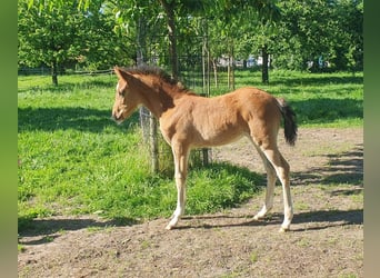 Poni alemán, Yegua, Potro (04/2026), 147 cm, Castaño