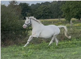 Poni alemán, Yegua, Potro (03/2025), 148 cm, Palomino