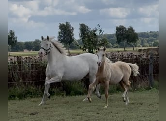 Poni alemán, Yegua, Potro (03/2025), 148 cm, Palomino