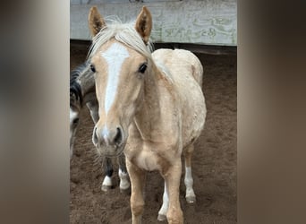 Poni alemán Mestizo, Yegua, Potro (03/2026), 150 cm, Palomino