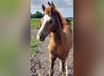 Poni alemán, Yegua, Potro (05/2025), Alazán-tostado
