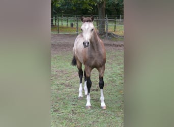 Poni alemán, Yegua, Potro (04/2026), Buckskin/Bayo