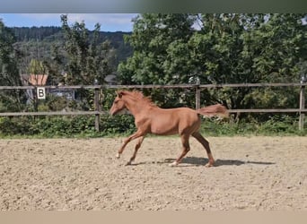 Poni alemán, Yegua, Potro (04/2024), Red Dun/Cervuno