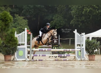 Poni australiano, Caballo castrado, 17 años, 138 cm, Bayo
