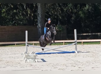 Poni caspio, Caballo castrado, 14 años, Negro