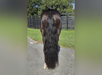 Poni caspio, Caballo castrado, 14 años, Negro