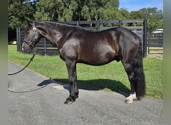 Poni caspio, Caballo castrado, 14 años, Negro