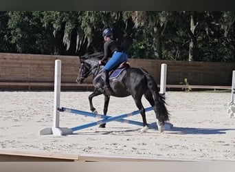 Poni caspio, Caballo castrado, 14 años, Negro