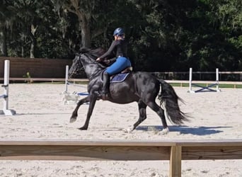 Poni caspio, Caballo castrado, 14 años, Negro