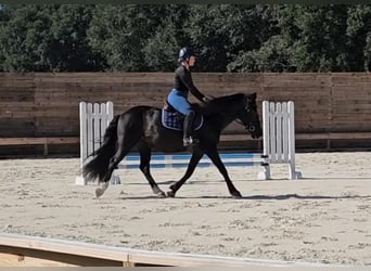 Poni caspio, Caballo castrado, 14 años, Negro