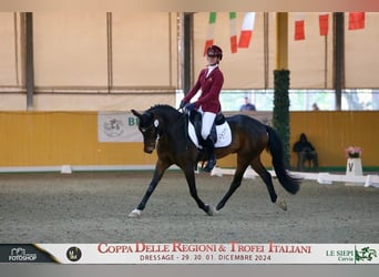 Poni clásico alemán, Caballo castrado, 14 años, 147 cm, Castaño