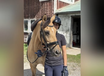 Poni clásico alemán, Caballo castrado, 15 años, 148 cm, Buckskin/Bayo