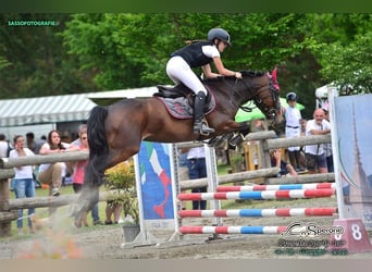 Poni clásico alemán, Caballo castrado, 17 años, 148 cm, Castaño