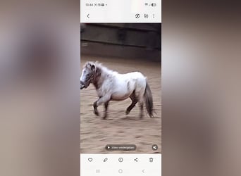 Poni clásico alemán Mestizo, Caballo castrado, 3 años, 110 cm