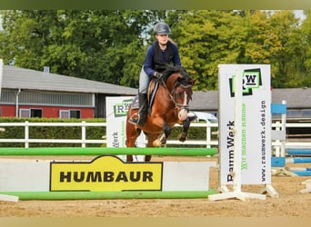 Poni clásico alemán, Caballo castrado, 4 años, 135 cm, Castaño