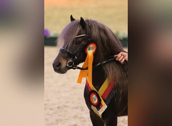 Poni clásico alemán, Semental, 11 años, 112 cm