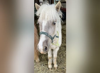 Poni clásico alemán, Semental, 1 año, 110 cm, Negro