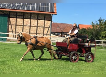 Poni clásico alemán, Yegua, 13 años, 110 cm, Alazán