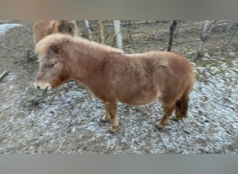 Poni clásico alemán Mestizo, Yegua, 2 años, 96 cm, Alazán