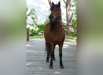 Poni clásico alemán, Yegua, 3 años, 107 cm, Castaño