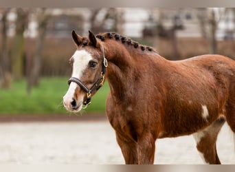 Poni clásico alemán, Yegua, 4 años, 130 cm, Alazán