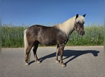 Poni clásico, Caballo castrado, 10 años, 115 cm, Alazán-tostado