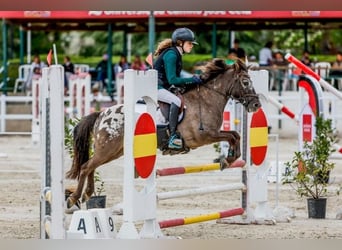 Poni clásico, Caballo castrado, 10 años, 127 cm, Castaño oscuro