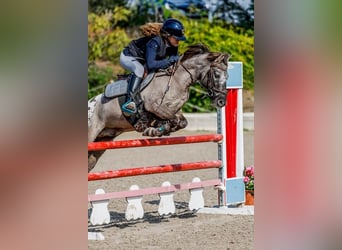 Poni clásico, Caballo castrado, 10 años, 127 cm, Castaño oscuro