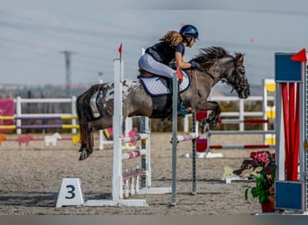 Poni clásico, Caballo castrado, 10 años, 127 cm, Castaño oscuro