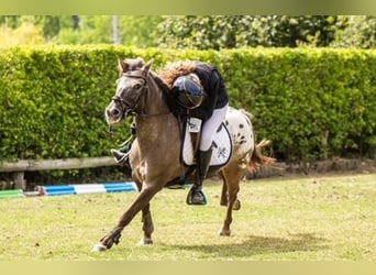 Poni clásico, Caballo castrado, 10 años, 127 cm, Castaño oscuro