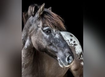 Poni clásico, Caballo castrado, 10 años, 127 cm, Castaño oscuro