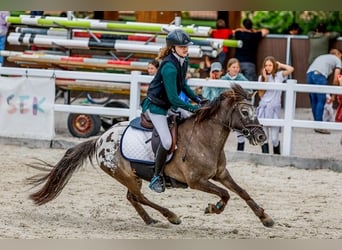 Poni clásico, Caballo castrado, 10 años, 127 cm, Castaño oscuro