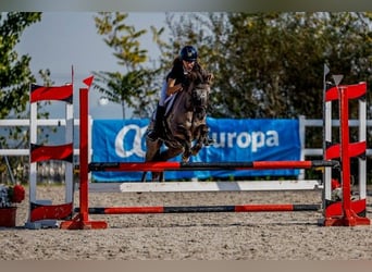 Poni clásico, Caballo castrado, 10 años, 127 cm, Castaño oscuro