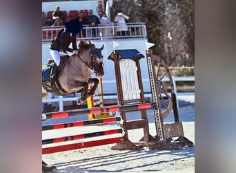 Poni clásico, Caballo castrado, 10 años, 128 cm