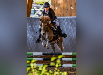 Poni clásico, Caballo castrado, 11 años, 100 cm, Alazán