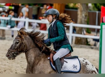 Poni clásico, Caballo castrado, 11 años, 127 cm, Castaño oscuro