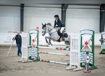 Poni clásico, Caballo castrado, 11 años, 148 cm, Tordo