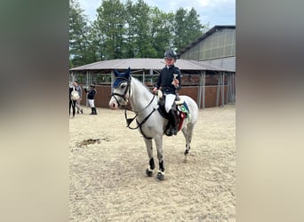 Poni clásico, Caballo castrado, 11 años