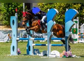 Poni clásico Mestizo, Caballo castrado, 12 años, 128 cm, Castaño