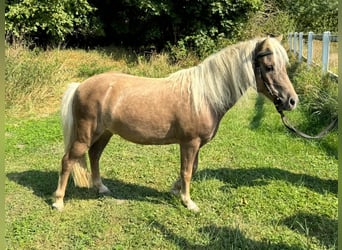 Poni clásico, Caballo castrado, 13 años, 105 cm