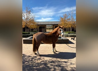 Poni clásico Mestizo, Caballo castrado, 13 años, 120 cm, Alazán