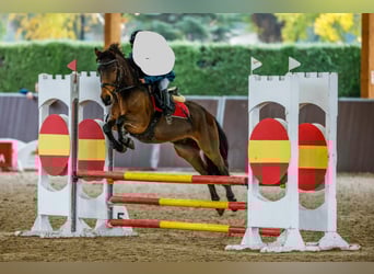 Poni clásico, Caballo castrado, 13 años, 130 cm, Castaño oscuro